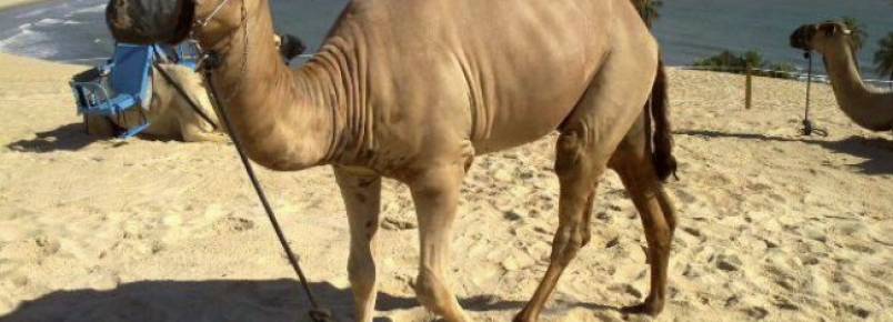 Exploração de dromedários em praia do Nordeste será tema de CPI