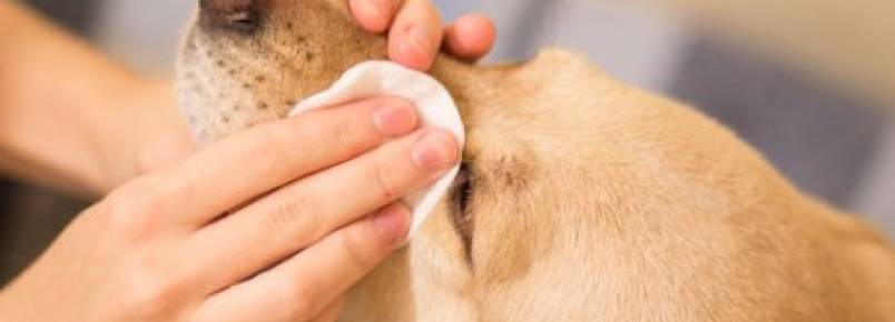 Dicas de como lavar os olhos do seu cão