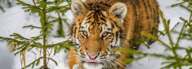 Todo sobre a fauna siberiana