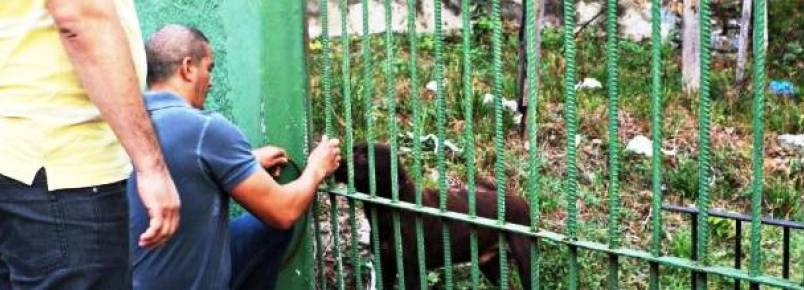 ONG ComPaixão Animal e Batalhão Ambiental resgatam cães abandonados em Manaus