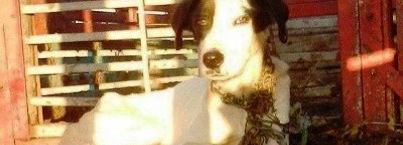 Cachorro vítima de maus tratos é resgatado na Praia dos Sonhos