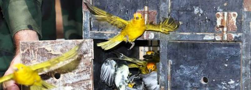 Aves ganham a liberdade aps viverem em cativeiro no ES