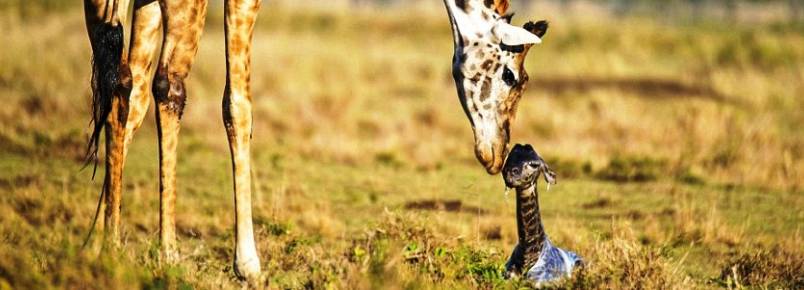 Veja o momento nico em que girafa d  luz em reserva animal no Qunia