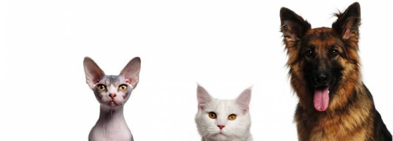 CFMV alerta: ‘os animais de estimação são seres conscientes e não podem ser tratados como brinquedos’