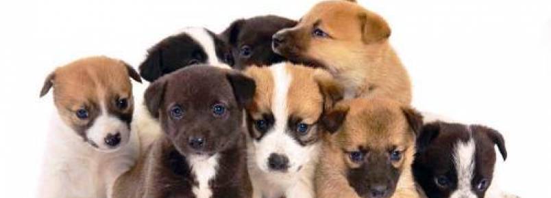 Feira de adoção de animais em Guaramirim