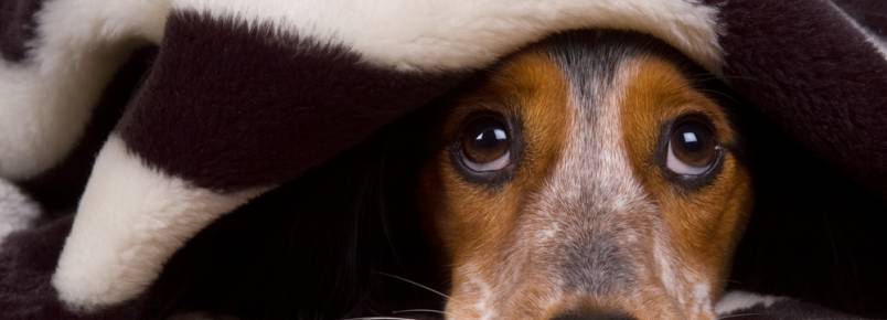 Saiba por que os animais têm medo de trovões e veja como ajudá-los