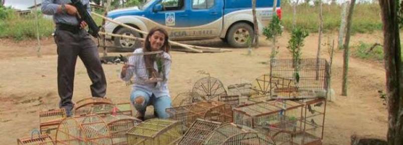 Quase 60 pássaros são apreendidos em Governador Mangabeira
