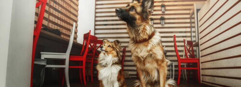 Um lugar onde tomar um café, conversar com os amigos e adotar um cão