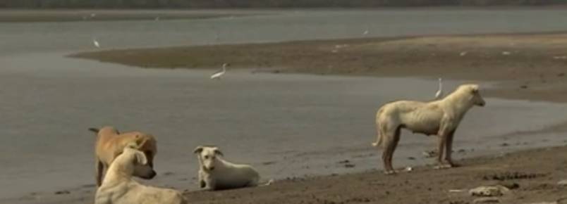 Conheça a ilha que é habitada somente por cães no Paquistão