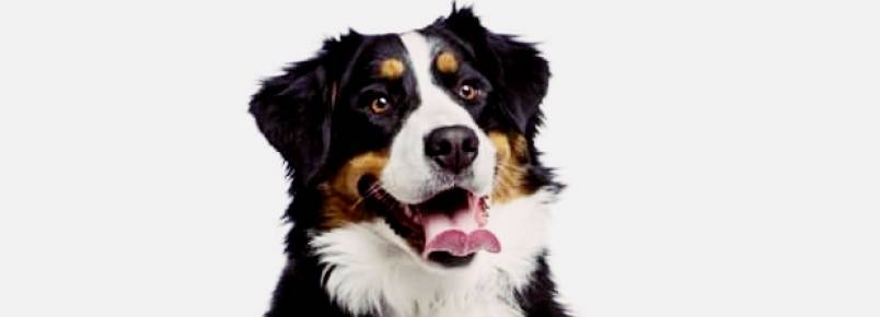 Cachorro Bernese: um cachorro grande para apartamento