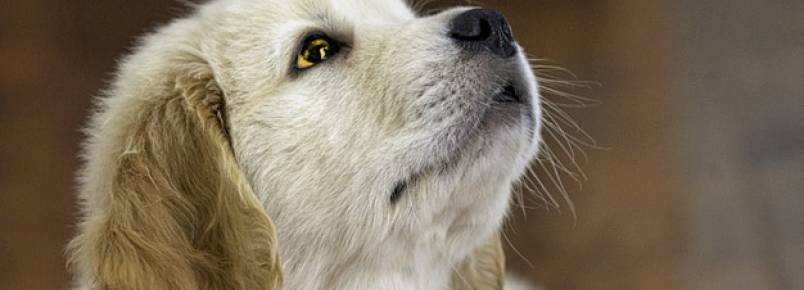 Cachorro com Olho Amarelo: O que pode ser?