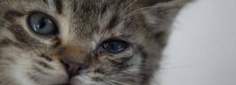 Blefarite em gatos: sintomas e tratamento