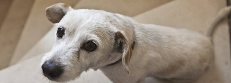 Perdi meu cachorro: 4 conselhos para encontrá-lo o mais rápido possível