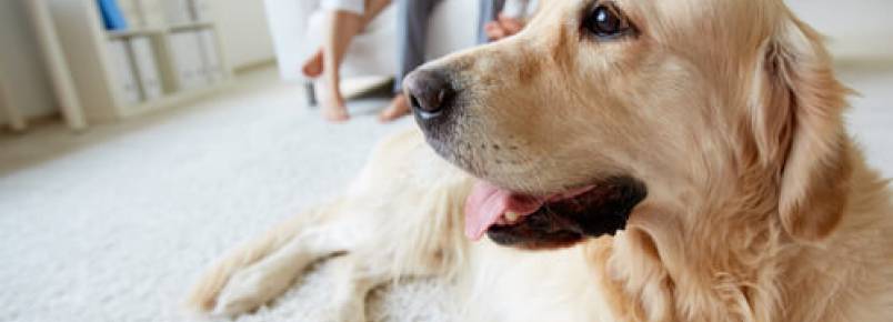 Teoria do apego: nossos cães nos veem como seus pais?