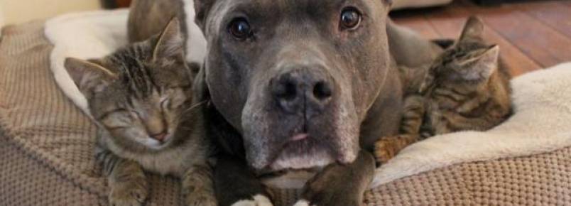 Três gatinhos cegos recebem o apoio de dois pit bulls em abrigo