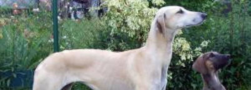 Associação americana reconhece oficialmente duas novas raças de cães