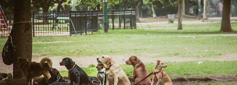 Aposentada cuida de 50 cães de rua