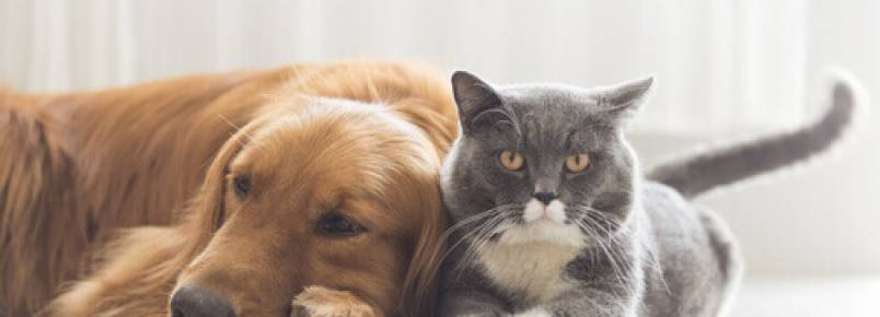 As 7 doenças mais perigosas que podem afetar o seu bichinho