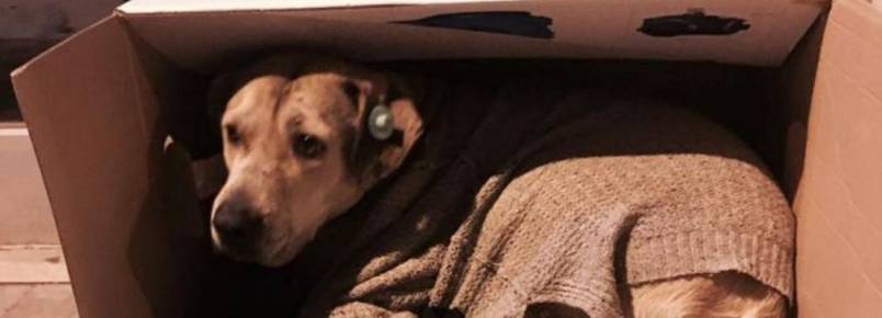 Voluntários recolhem cobertores para os cães de rua não morrerem ao frio