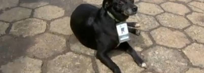Cadela "contratada" como segurança em empresa tem até crachá