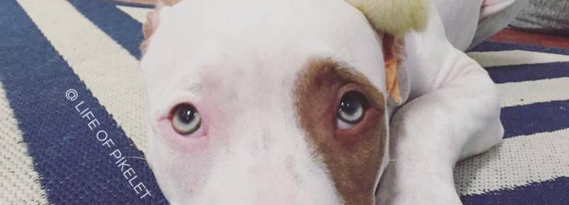 Cachorro adota dois patinhos