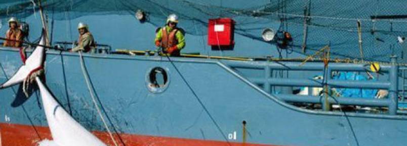 Japão confirma fim de pesca de baleias na Antártica