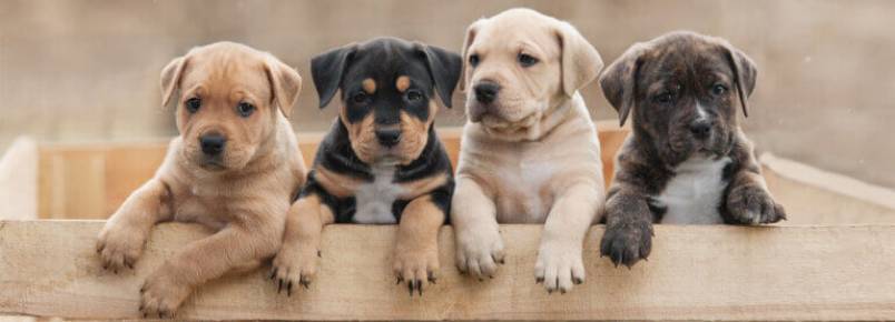 Dieta BARF para cachorros