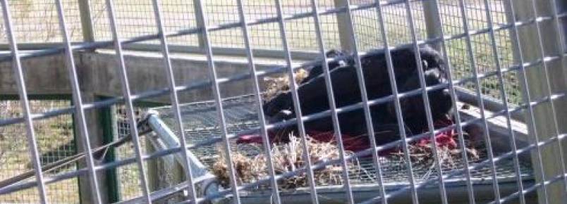 Justiça argentina considera chimpanzés como um objeto