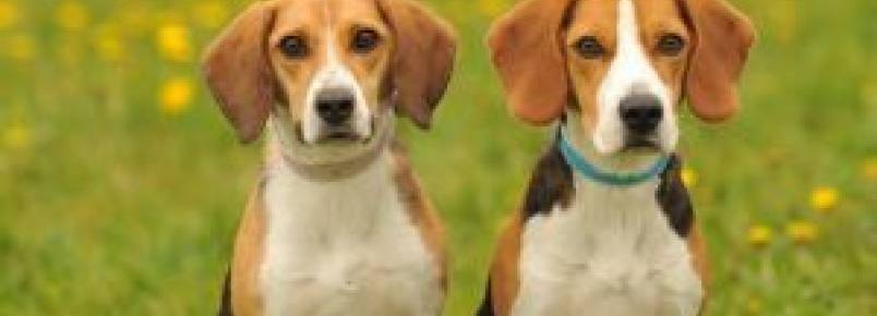 Pesquisadores afirmam que as fêmeas caninas são mais sociáveis do que os machos