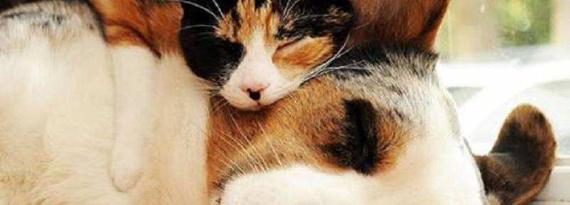 10 lindas fotos de animais sendo usados como travesseiros