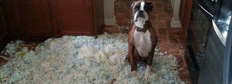 10 fotos que resumem bem como é ter um cãozinho em casa