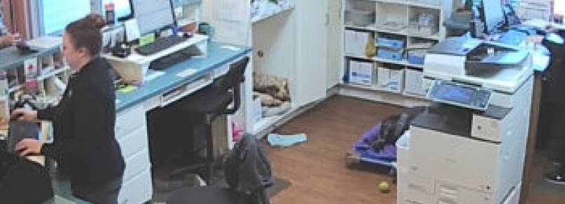 Carro entra com tudo em clínica veterinária e incrivelmente os cachorros presentes sobrevivem sem nenhum arranhão