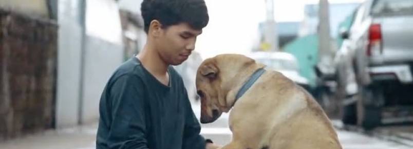 Jovem tailandês passa o dia dando abraços em cães que moram nas ruas como parte do projeto ”Primeiro abraço”