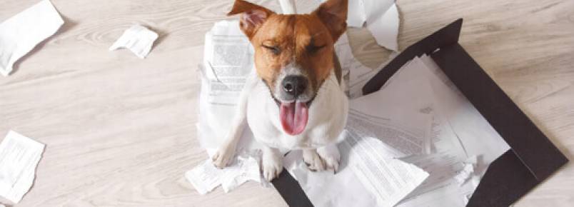 3 conselhos para que seu cão não destrua sua casa quando você não estiver nela