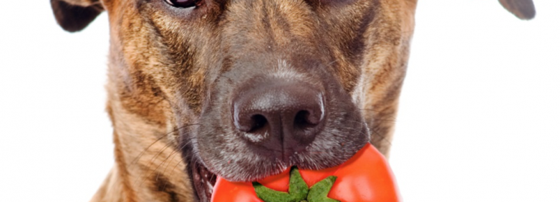 Cachorro pode comer tomate?