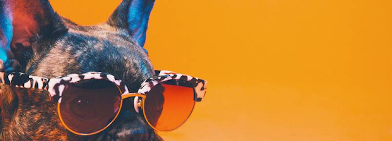 Cachorros estrelam série fotográfica usando óculos de sol