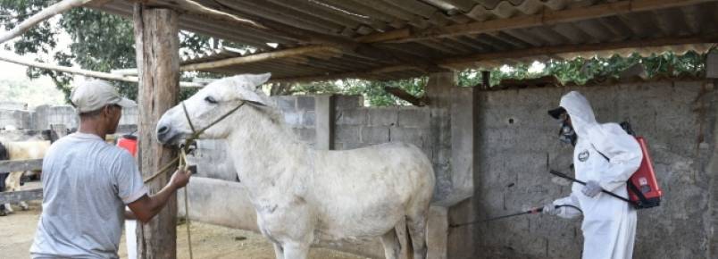 Cavalos de Contagem recebem banho de carrapaticida para conter avano de febre maculosa