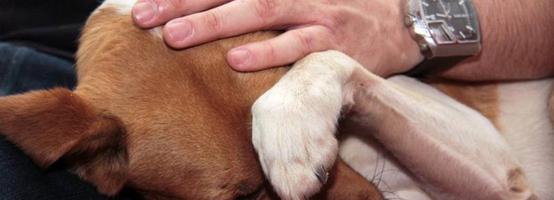 Cão sofrido tornou mais feliz lar na Capital