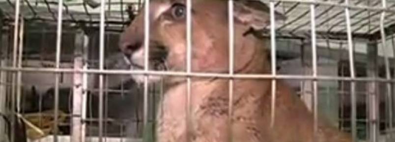 Onça-parda deve passar por cirurgia após ser atropelada