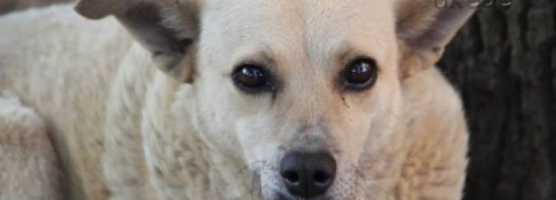 PG ganhará Centro de Atenção para animais de rua