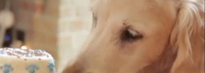 Bretagne é a última sobrevivente canina que trabalhou no resgate de vítimas no World Trade Center
