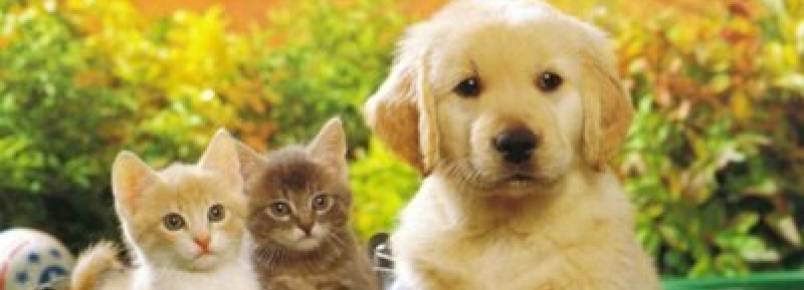 Evento solidário em prol de cães e gatos acolhidos em Bauru