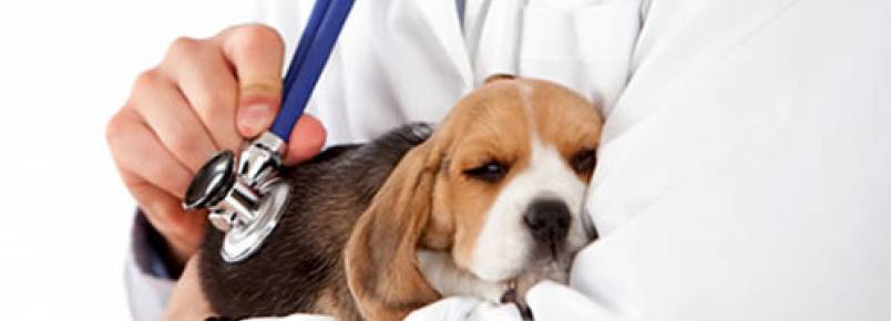 XXII Seminário Nacional de Educação da Medicina Veterinária está com inscrições abertas