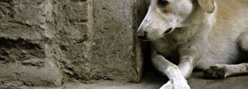 Liminar obriga Rondonópolis a acolher animais de rua; se descumprida, prefeito pode ser afastado