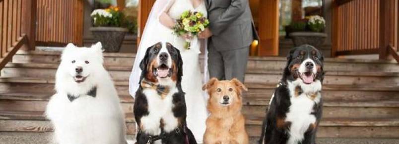 Quatro cachorros se tornaram as estrelas no casamento de sua tutora