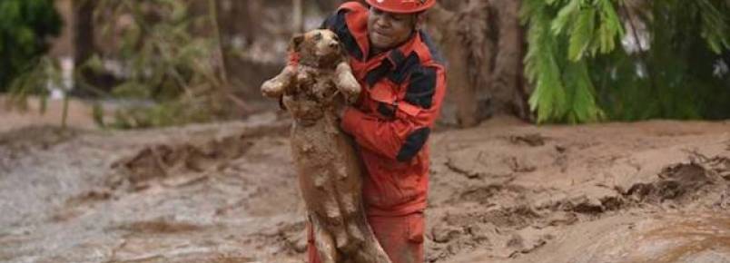 Bombeiros e voluntários resgatam animais após tragédia em Mariana (MG) 