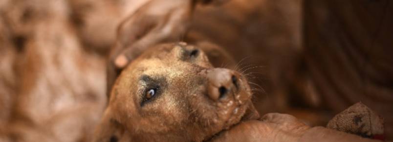 Por que cães se recusam a deixar o local da tragédia em Mariana?