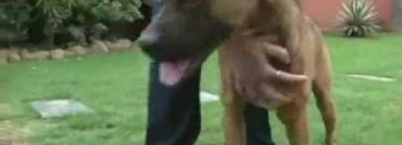 Depois de sofrer maus tratos, cão é resgatado e recuperado em Joinville