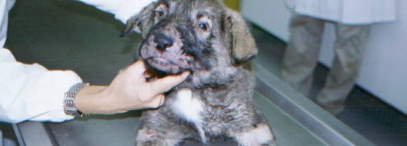 Como tratar em cães a celulite juvenil?