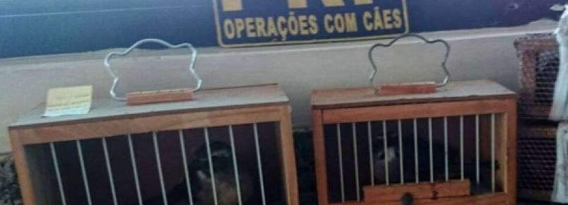 Polícia Rodoviária resgata aves vítimas de traficantes em Curitiba (PR)